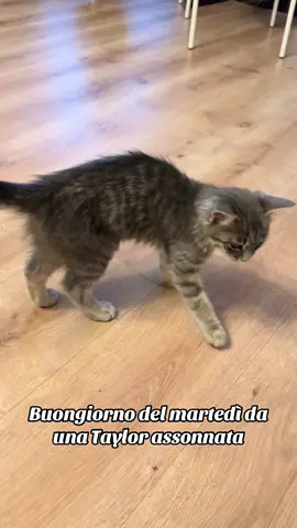 Diventa sempre più grande 🥹 #cat #kitten #gattini #cuccioli #littlecat 