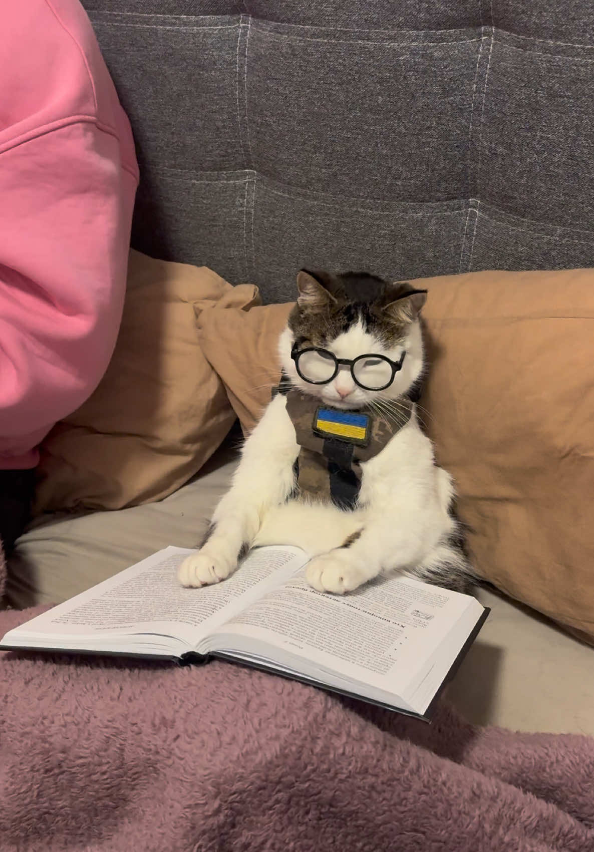 Ротація, кіт читає Сунь-цзи, готується 😼🐈🇺🇦. А що ваші котики роблять у вільний час ? @chipsters.ua 