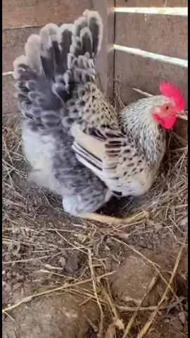 Eggs gave him a boost in flight. #fyp #viral #funny #chickensoftiktok #chicken 