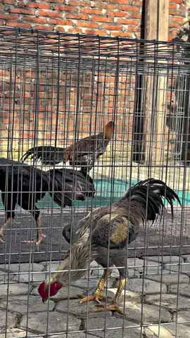 Saran nama gaess😅 #fyp #ayambangkoksuper #fypシ #ayambangkokimport #jagonyajago 