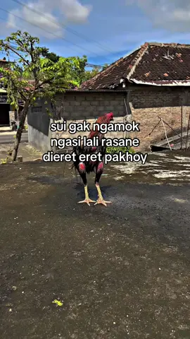 🫲🏻🤪🫦#ayambangkoksuper #ayambangkokindinesia 