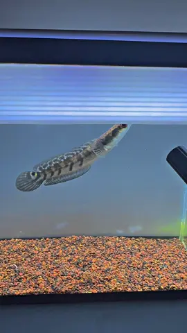 ถ้าเข้าใจยังไงก็ดุครับ 💛😍 #ปลาช่อนสวยงาม #channamaru #yellowsentarum #ปลาช่อนข้าหลวงเหลืองเซนทารั่ม 