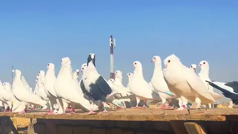 ####هاشتاقات_تيك_توك_العرب 