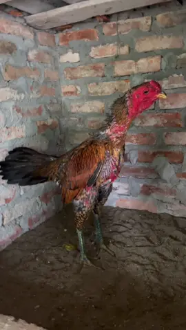 Nếu em giờ trong tay người có tiền có tầm thì em cũng có tiếng lắm rồi đấy