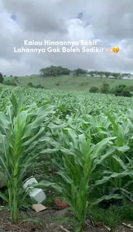 NK perkasa #petaniindonesia🇮🇩🇮🇩🇮🇩🌿🌿 #petanimuda #petani #nkperkasa #sidrap 