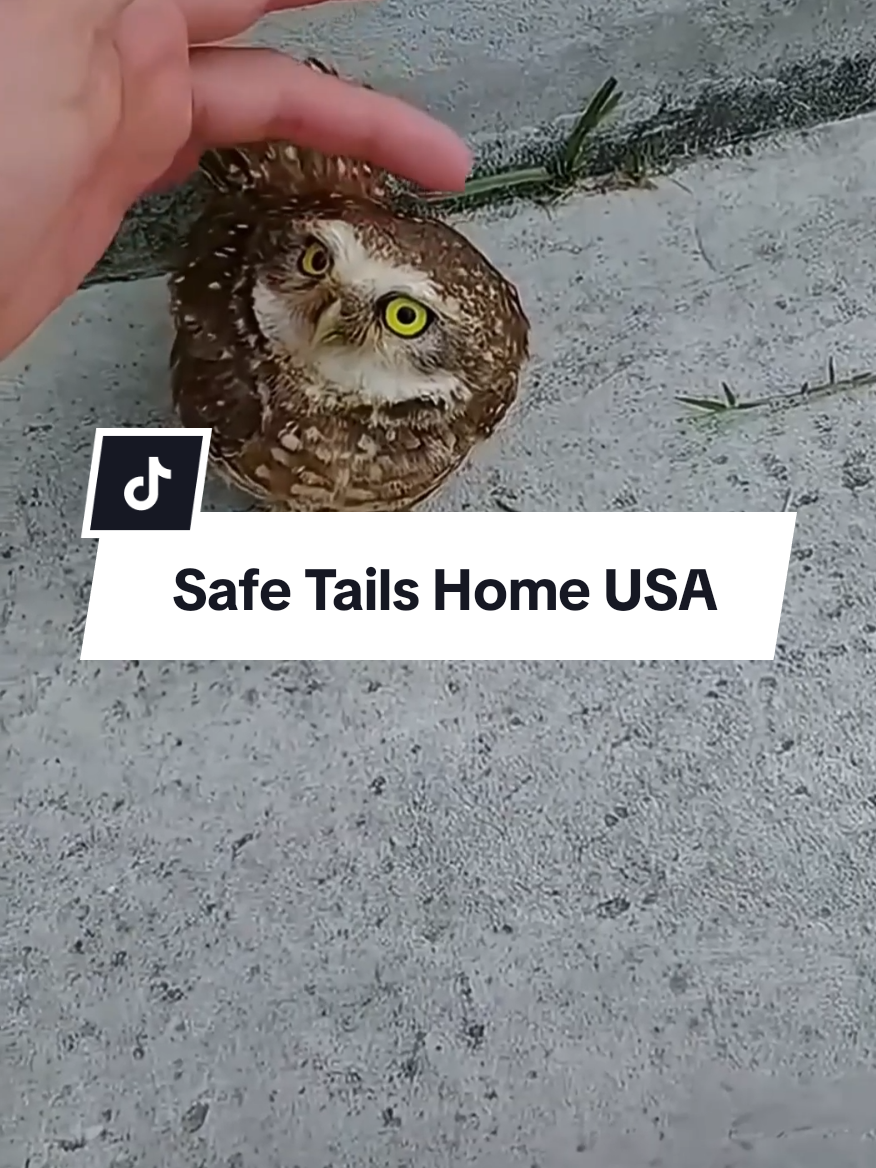 Rescuing a baby owl and then... 🥰💖 #animals #rescue #heartwarming #rescueanimals #owl