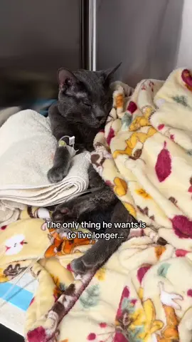 My GoFundMe is in my bio ❤️ Hey everyone. I’m honestly heartbroken writing this, but I need help. My sweet boy Smudge — he’s just 3 years old — started having seizures out of nowhere. We’ve been to the vet multiple times, done blood work and urine tests, but we still don’t have any answers. I’ve spent around $6900 so far trying to figure out what’s wrong, and even though he’s on medication now, his seizures are getting worse and happening more often. The vet recommended I take him to urgent care, but the costs are just too much for me right now. I hate asking for help, but I’ll do anything to get Smudge the care he needs. He’s my whole world. If you’re able to donate, even just a little, it would mean everything to us. And if you can’t donate, sharing this would help so much too. Thank you from the bottom of my heart. ❤️ #savesmudge #gofundme #catlove #emergencyvet #helpmycat #seizures #catsoftiktok #foryou #FYP #foryou #catsoftiktok #gofundme #vetbills #emergencyvet #saveSmudge #pethelp #catlove #animalrescue #catseizure #donationsneeded #urgentcare