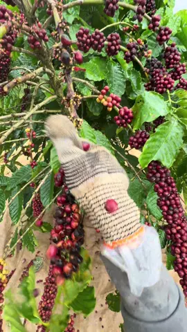 Ông Trời đang đuổi t về đây mà #cafe #daknong_48 #muacafe #haicaffe 