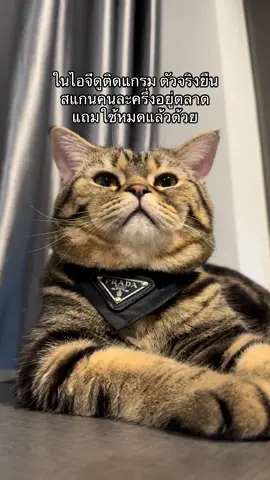 😒 #fyp #ฟีดดดシ #สัตว์เลี้ยงtiktok #ทาสแมว #cat 