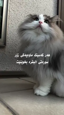 خوێندنی سوڕەتی (البقرە)😍🩶#run4ky #catlover 