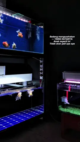 Beri waktu dulu..nanti kita lihat hasil nya seperti apa 🤝 #goldfish #katakata 