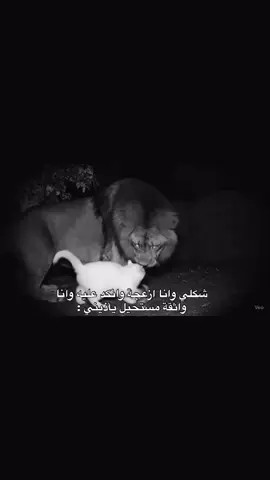 #fyppp #pourtoi #dz #الشعب_الصيني_ماله_حل #algeria 