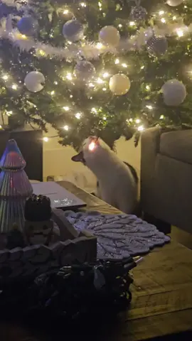 There are 37 days until Christmas 🎄🎅#christmas #cat #usa🇺🇸 #fyp #pourtoi