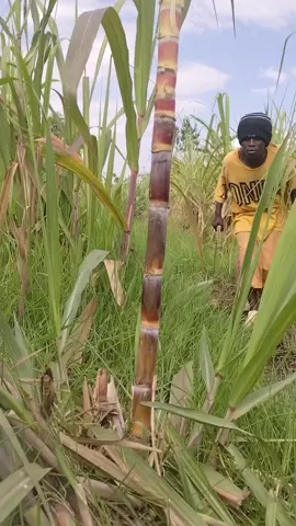 #trendingvideo #videoviral #fyp