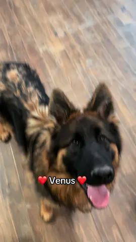 Venus,fetița noastră frumoasă 🥰 #dicasaciobotea #ciobanescgerman #dogsoftiktok #family 