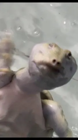 В тележке еще больше животинки 😉