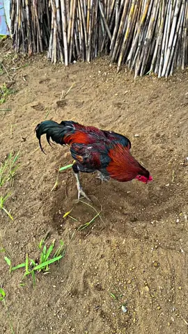 GATOT🐲#anuanufram #mangon #hobiayambangakok🐓 #ayambangkokindinesia 