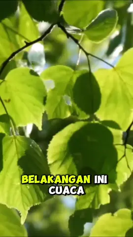 Jangan sampe cuaca bikin badanmu jadi tumbang ya gaiss!! #etawalinoriginal #fyp #etawakuplatinum #cuacaburuk 