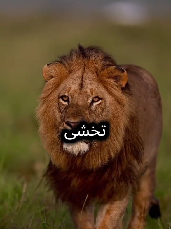 لا يهمني من يحبني أو يكرهني  #اقتباسات_عبارات_خواطر #اقتباسات #عبارات #عباراتكم_الفخمه📿📌 #كلمات 