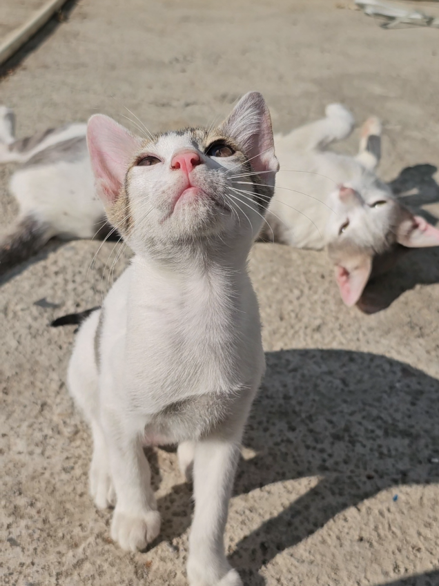 #catsoftiktok #hellokitty #catlover #kitten #pet 