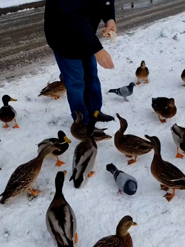 ути  на   обеде