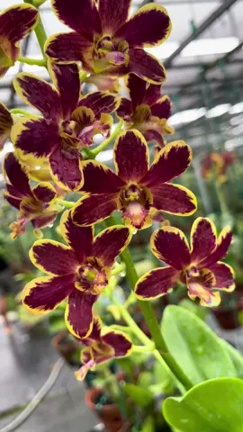 Mời cả nhà ngắm hoa ạ #tuanhhoalan #denro #denrodibium #denrodibiumflsah #denrochop #hoalandenrochop #hoalanchop #chop 