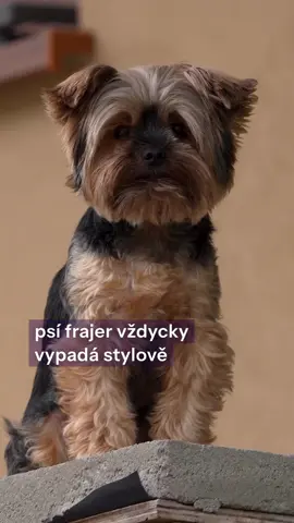 York vám ukáže kdo je pán 🤟🤟❤️😂🐶🐶 #yorkshire #yorkshireterrier #dog #dograp #jezevcikarium 