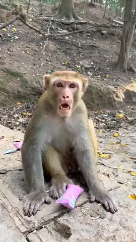 Funny monkey#monkey #animals #funnyvideo #foryourpage #fyp