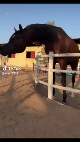 #مالي_خلق_احط_هاشتاقات🧢 #الشعب_الصيني_ماله_حل😂✌️ #هاشتاقات_تيك_توك_العربقبل #لاتنسا_الصلاه_علانبينا 