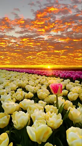 You are my only one✨ #sunset #fyp 