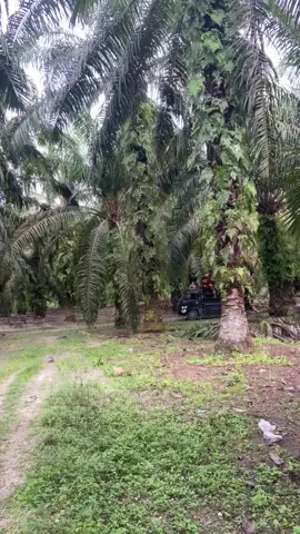 🫣#fyppppppppppppppppppppppp #sawitontiktok #sawitriau 🌴🌴