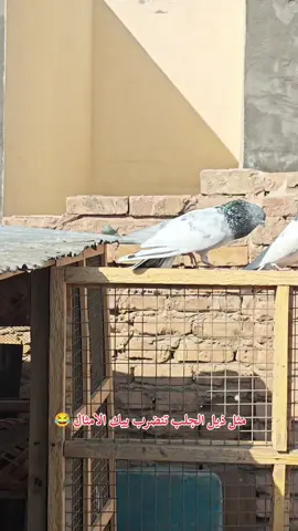طيور #طيور #متابعه_ولايك_واكسبلور_احبكم #بغداد_بصرة_موصل_الكويت_الخليج_دبي_ #مشاهدات100k🔥 #الشعب_الصيني_ماله_حل😂😂 