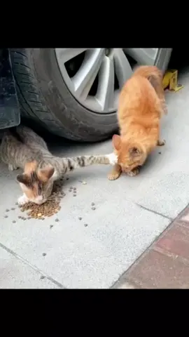 Si oyen gaboleh mintaa 😭😭 #kucinggemoy #kucinglucu #kucingoren #kucingimut #fyp 