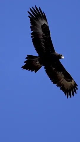 Wedge-tailed eagle 🇦🇺🔥 . . . #goldcoast #sydney #Brisbane #australia #🦅eagle🦅 