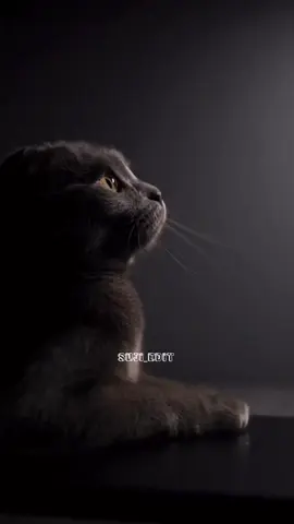 #sujicomedyedit_007 #trending #fyp #foryoupage #tamilcomedy 