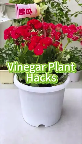 Vinegar plant hacks #plant #garden #gardening101 #homemade #vinegar 