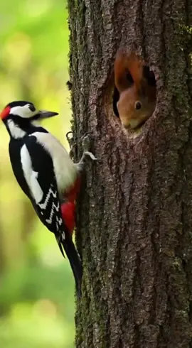 Eichhörnchen spritzt Specht nass weil er stört. #funny #eichhörnchen #viral #fyp #witzig 