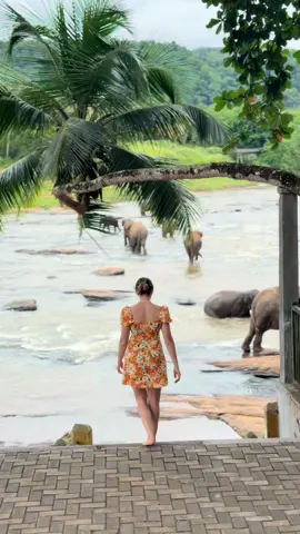 Elephant bay hotel pinnawala #srilankan_tik_tok🇱🇰 #SriLanka #goviral #fyp #fp 