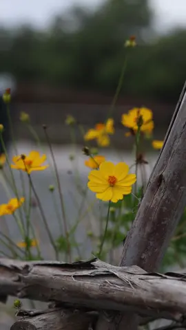 #รักการถ่ายภาพ📸 #มุมของความรู้สึก🌼🍃 #รักเสียงเพลง🎶🎼 #ภาพถ่ายเอง 