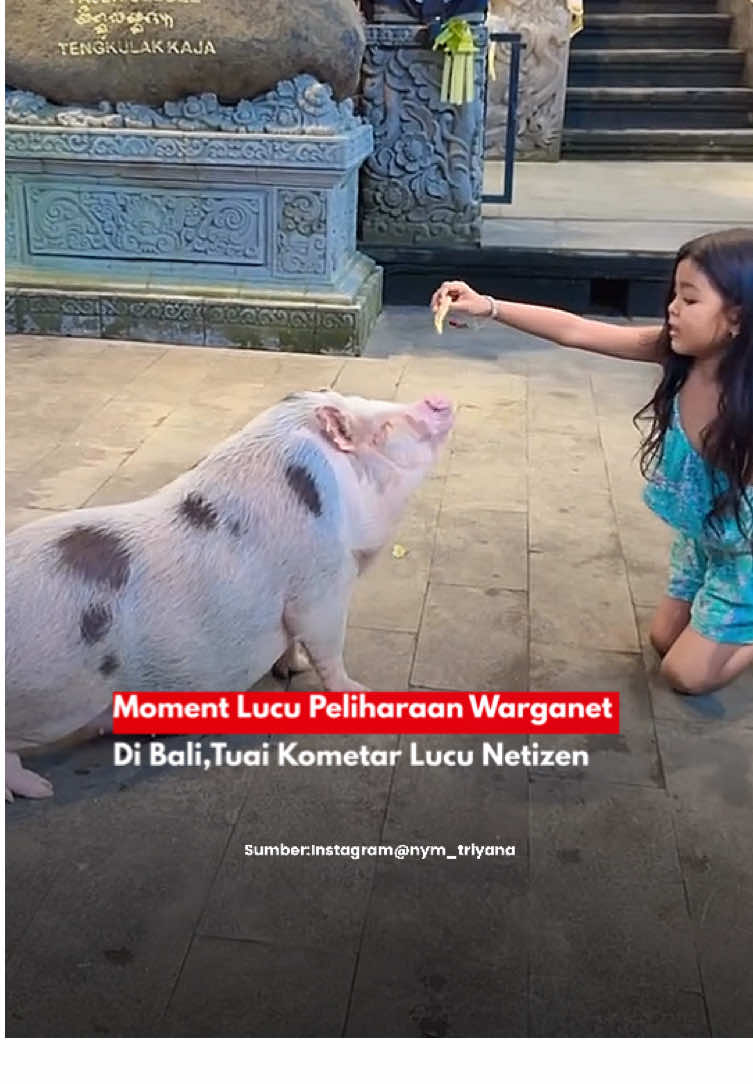 Moment Lucu Peliharaan Warganet Di Bali,Tuai Kometar Lucu Netizen #bulelengterkini #masukberanda #foryoupage #bulelengbali #infobuleleng 