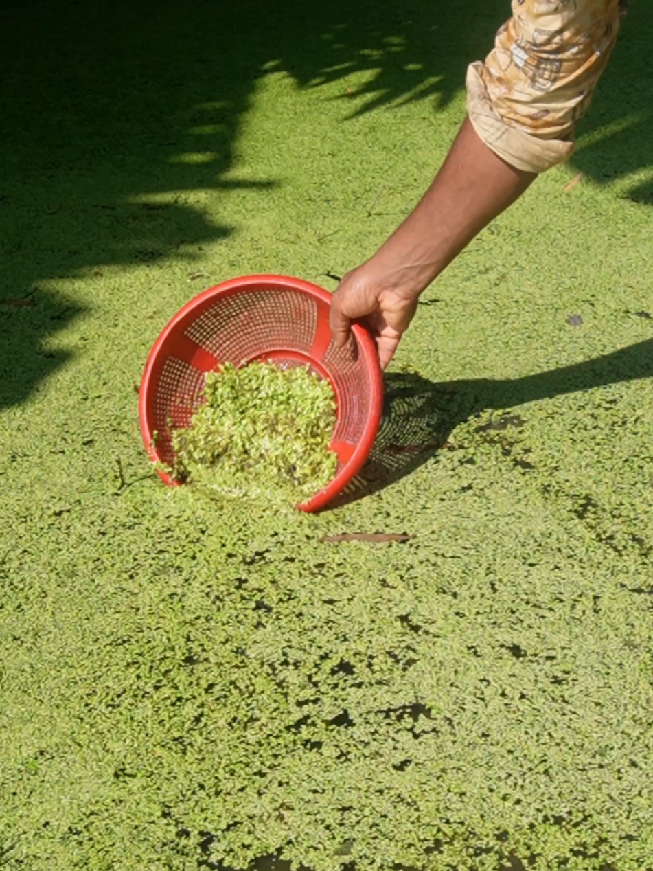 ⭐ “পানির পানা দিয়ে বানালাম গ্রাম্য রুটি 🌿🔥”#creatorsearchinsights #PanirPanaRuti #VillageFoodVibes #BanglaCookingVideo #NaturalRecipeBD@Asraful’s Recipe World 