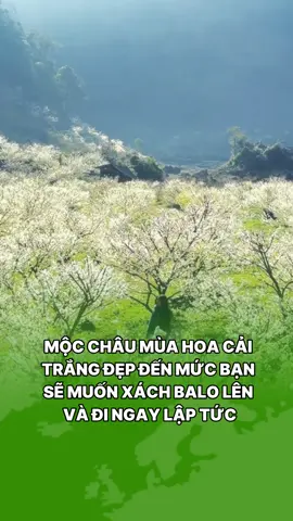 Mộc châu mùa hoa cải trắng đẹp đến mức bạn sẽ muốn xách balo lên và đi ngay lập tức #maytravel #dulich #mộcchâu #diphuot 