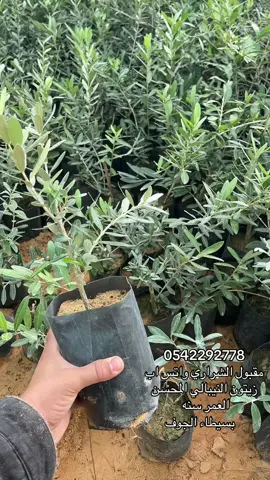 #الجوف_سكاكا_دومة_طبرجل_القريات_ابوعجرم #سكاكا_الجوف_اكسبلور #المملكة_العربية_السعودية #مشاريع #😱 