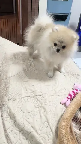 しっぽが気になるララ🐶💗 来た時より動きがはるかに激しくなってきた🤣💨 毎日パワーアップしてる…可愛いけど追いつけない😂✨ #ポメチワ #子犬成長記録 #ララ日記 #わんこ大好き #犬のいる暮らし 