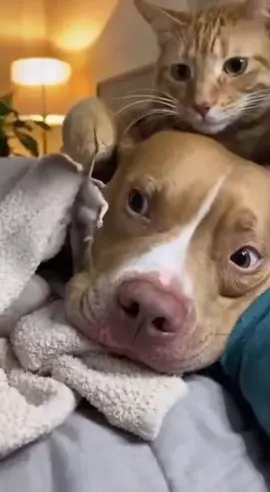 猫とピットブルの面白いシチュエーションまとめ #猫と犬 #面白い瞬間 #ペット動画 #猫と犬の笑える動画 #爆笑動画 