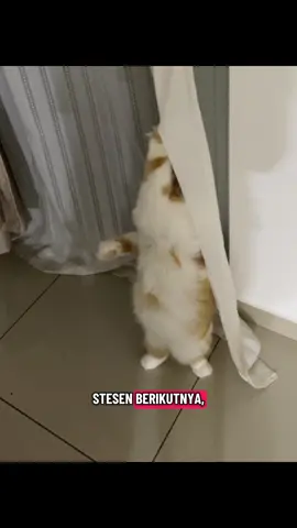 Unlimited free rides 🚄 #fyp #catsoftiktok #kucing 