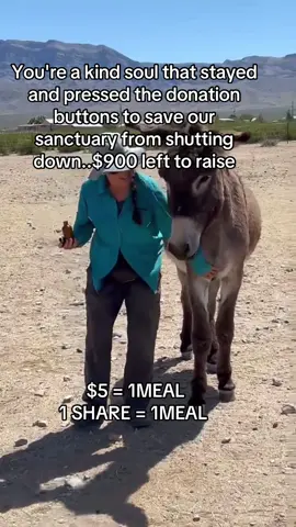 Every kind comment would mean a world to me #donkeys #donkeysoftiktok #usa_tiktok #usadonkey🇺🇸 #unitedstates 