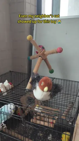 Cat playing time #tiktokshopblackfriday #catsoftiktok #cattoys #flappybird #tiktokshopcybermonday 