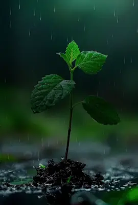 #هەولێر_سلێمانی_دهۆك_ڕانیه_کەرکوک_زاخۆ #شعب_الصيني_ماله_حل😂😂😂😂🤦 