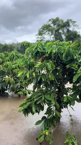 Sau 2 trận bão lớn thì cà phê cũng cuốn theo dòng nước luôn rồi🥹 một năm đầy khó khăn🥺 #lulutdaklak 
